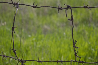 Barbed wire on a background a grass. clipart