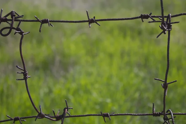 stock image Barbed wire on a background a grass.