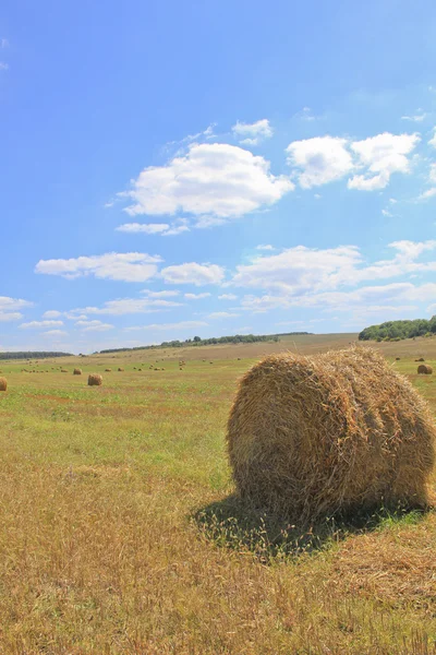 Summer of freshly harvested hay.