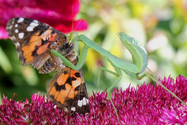 saldırıya mantes kelebek.