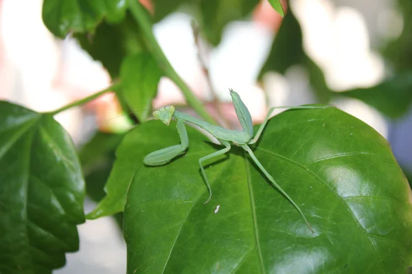 stock image Mantes on a sheet.