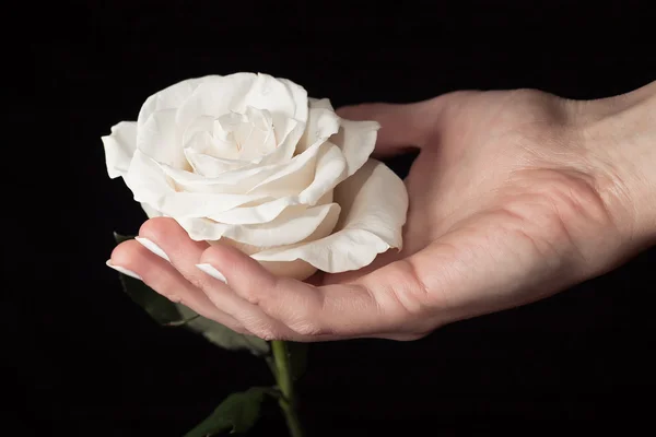 White rose and hand — Stock Photo, Image