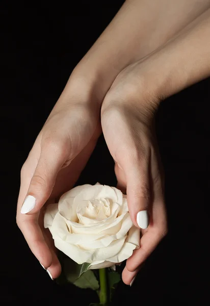 Białej róży i ręce — Zdjęcie stockowe