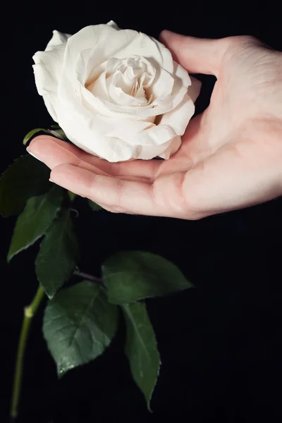 White rose on a black background — Stock Photo, Image