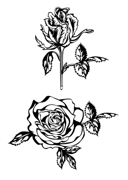 Deux roses — Image vectorielle
