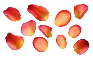 Rose petals set clipart