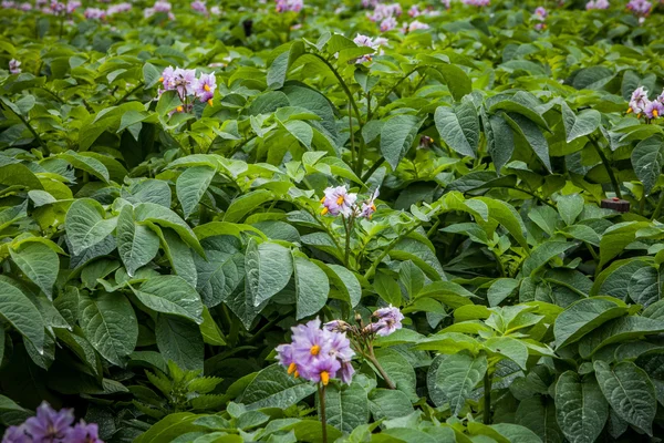 Stock image Potato field