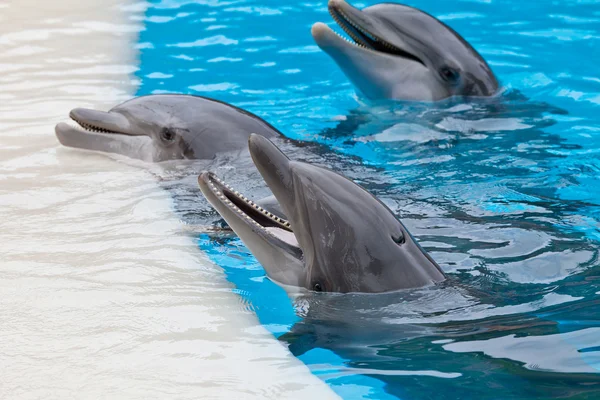 Delfines de la nariz Bootle — Foto de Stock