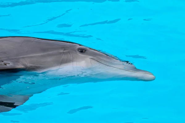 Bootle nose dolphin — Stock Photo, Image