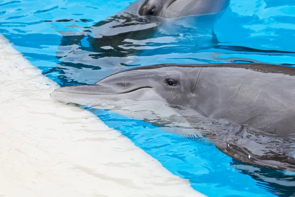 Bootle neus dolfijnen — Stockfoto