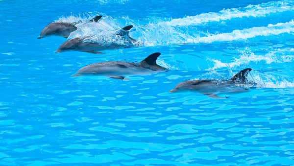 Delfín nariz Bootle — Foto de Stock