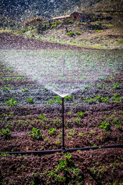 Irrigação — Fotografia de Stock