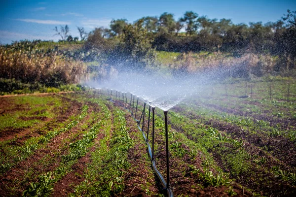 Irrigação — Fotografia de Stock