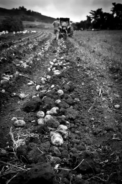 Aardappelveld — Stockfoto