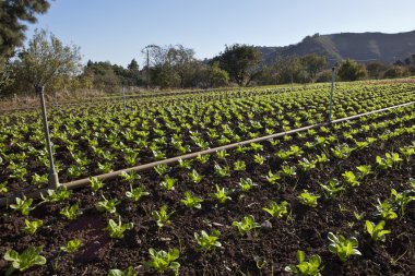 Lettuce field clipart