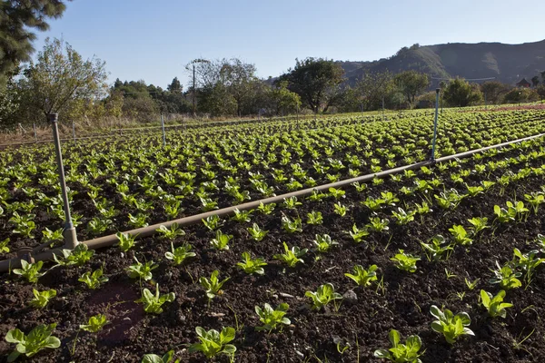 Stock image Lettuce field