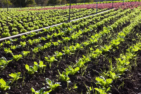 stock image Lettuce field