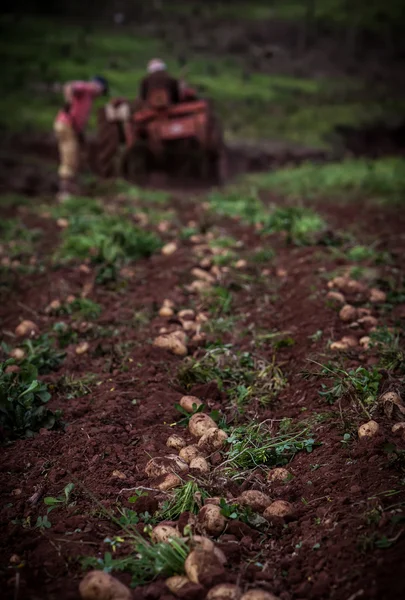 Potatisfält — Stockfoto