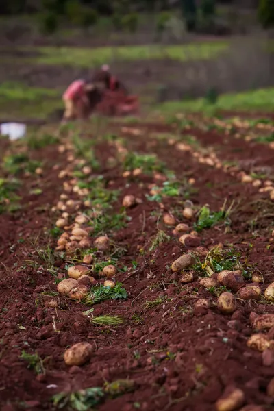 Campo de patatas — Foto de Stock