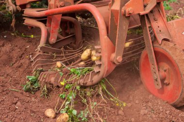 Potato field clipart