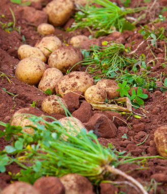 Potato field clipart