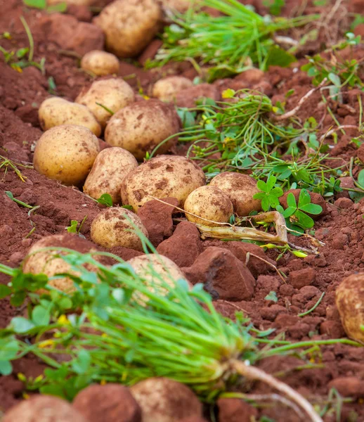 Campo de patatas — Foto de Stock