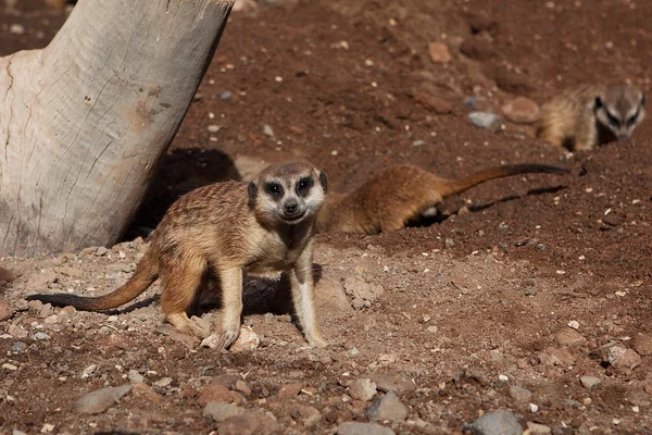 Meerkat en el zoológico —  Fotos de Stock