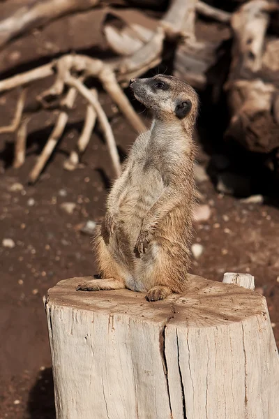 Szurikáta állatkertben — Stock Fotó