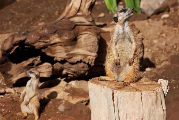 Meerkat in zoo — Stock Photo, Image