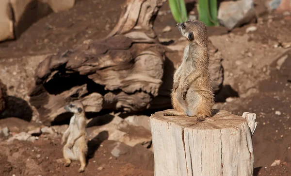 Meerkat in dierentuin — Stockfoto