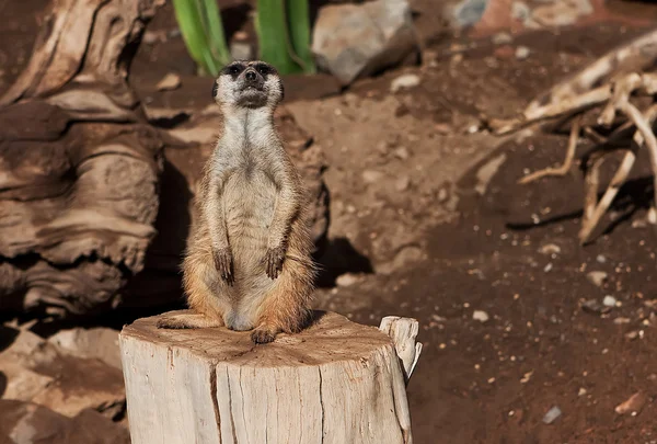 Meerkat in zoo — Stock Photo, Image