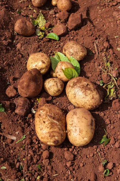 Potatisfält — Stockfoto