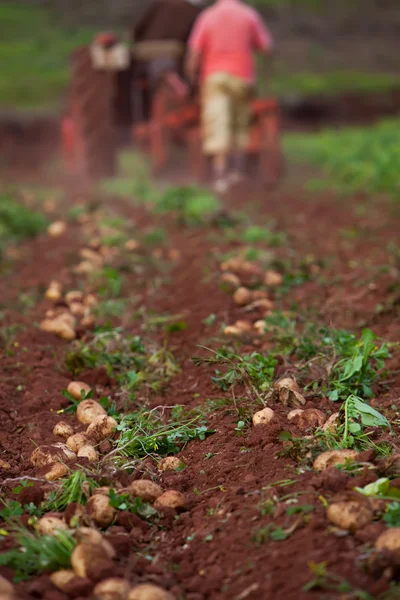감자 밭 — 스톡 사진