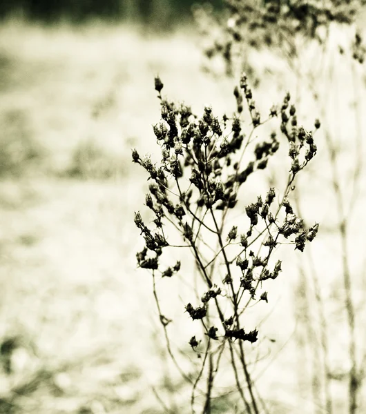 Flores secas caen — Foto de Stock