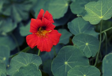 Nasturtium