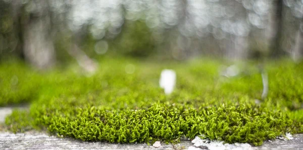 Green moss in outdoors — Stock Photo, Image