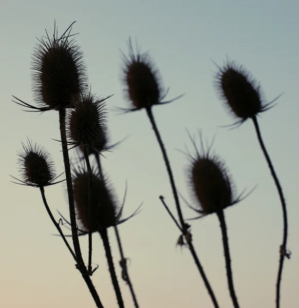 stock image Dry thistles