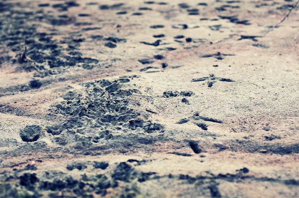 Imprimate în nisip — Fotografie, imagine de stoc