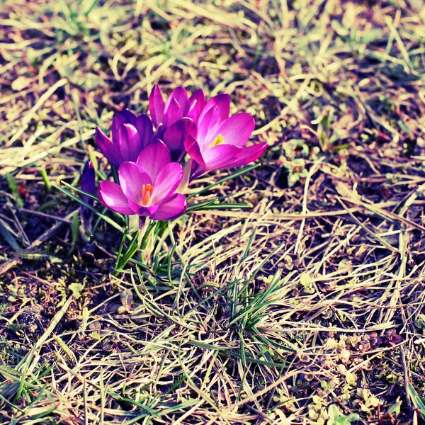 stock image Crocus