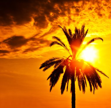 Palm tree silhouette over sunset clipart