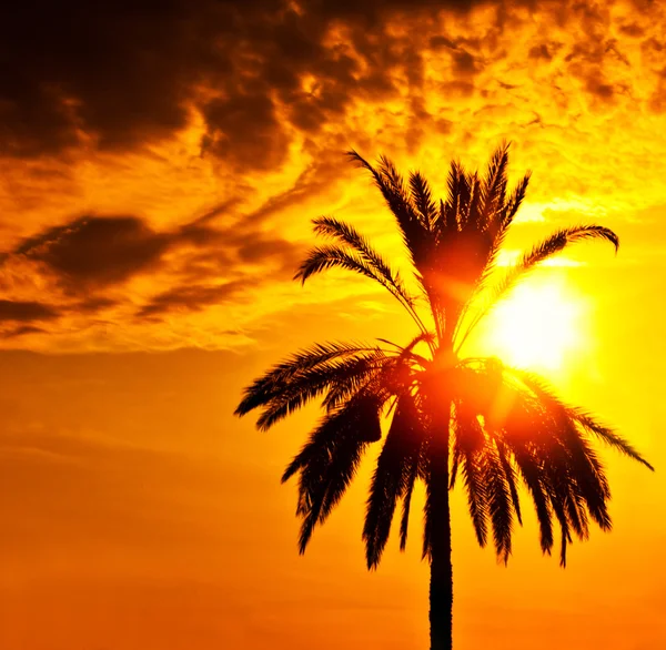 Palm tree silhouette over sunset — Stock Photo, Image