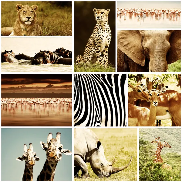Africká zvířata safari koláž — Stock fotografie