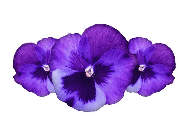 Purple pansy flowers — Stock Photo, Image