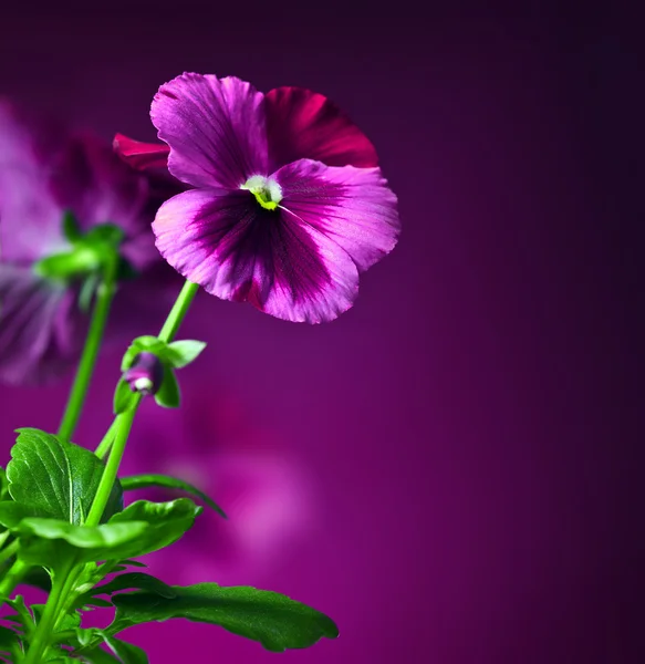 Viooltje bloemen grens — Stockfoto