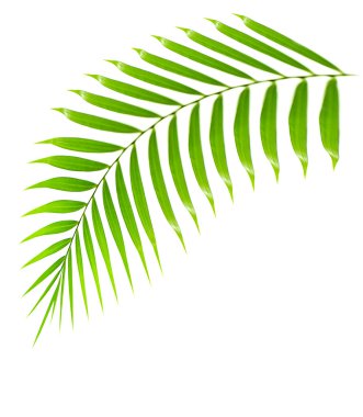 Fresh palm tree branch isolated clipart