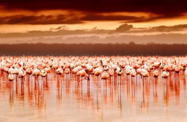 African flamingos on sunset clipart