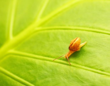 Green leaf natural background clipart