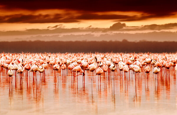 African flamingos on sunset