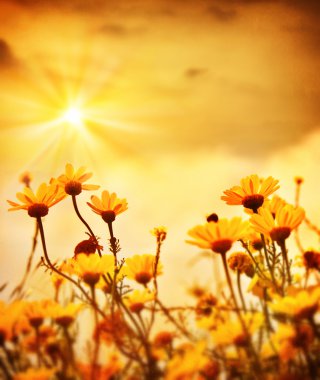 Картина, постер, плакат, фотообои "цветы над теплым закатом
", артикул 10426568