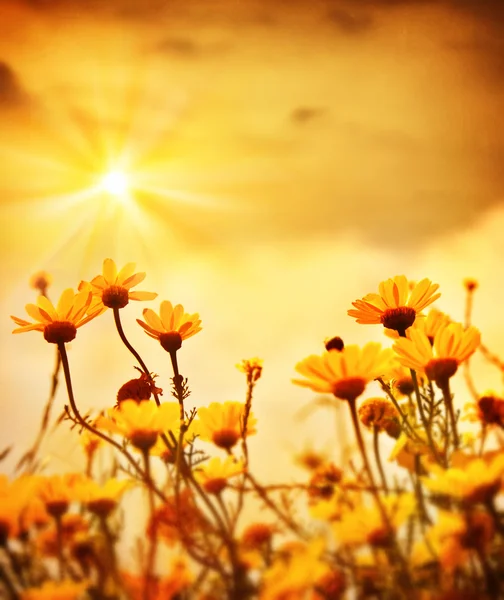 Blumen über dem warmen Sonnenuntergang — Stockfoto